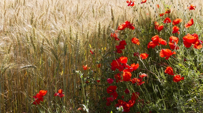 flowers, nature, plants, field