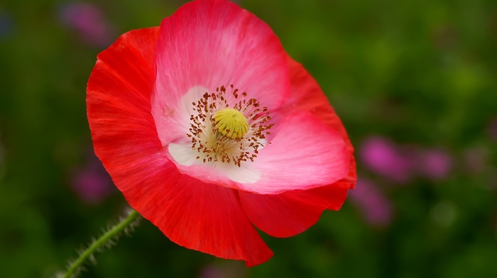 macro, flowers