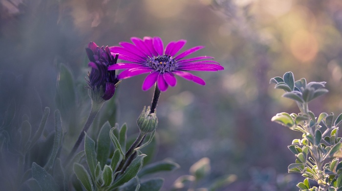 macro, flowers