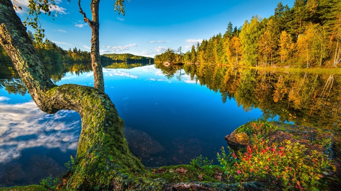 forest, lake