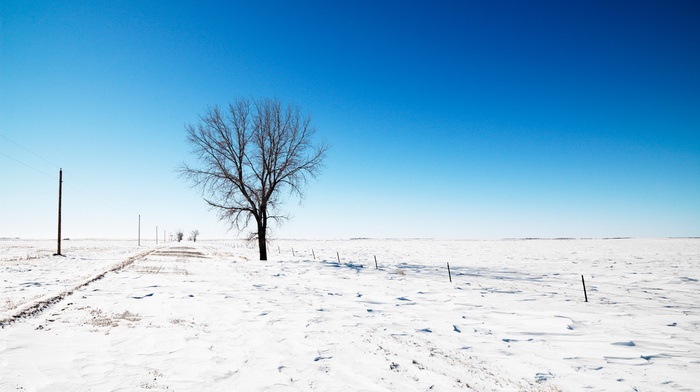 trees, field, winter, snow, photography, nature, road, landscape