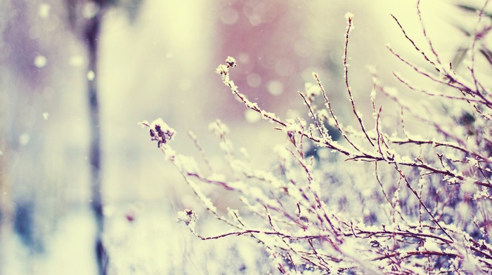 branch, plants, winter, snow, macro, photography