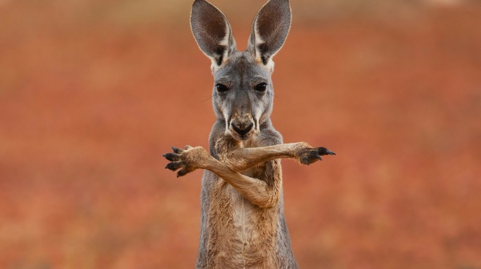 kangaroos, animals
