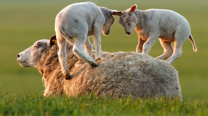 sheep, baby animals, lamb, animals