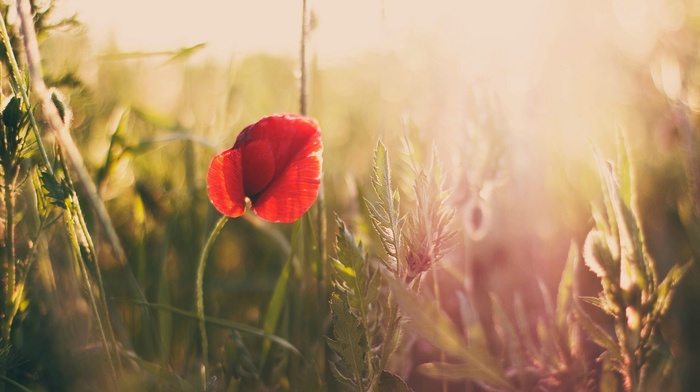 flowers, photography, macro, Sun, plants