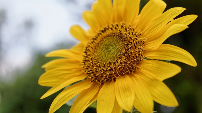 sunflowers, nature, pollen, macro, plants, flowers