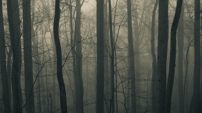 winter, mist, trees, nature, photography, forest