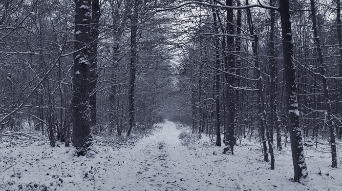 photography, nature, trees, snow, winter, forest, path