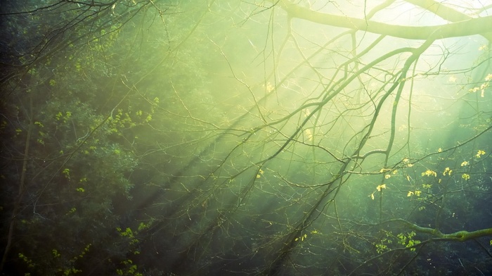trees, nature, branch, sun rays, photography, plants