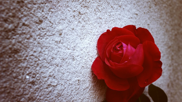 wall, rose, nature, red