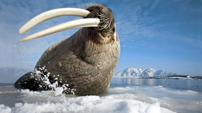 animals, walrus