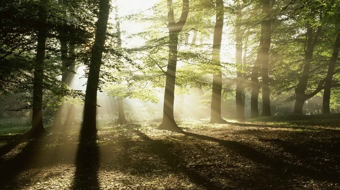 trees, sun rays, forest, photography, landscape, nature