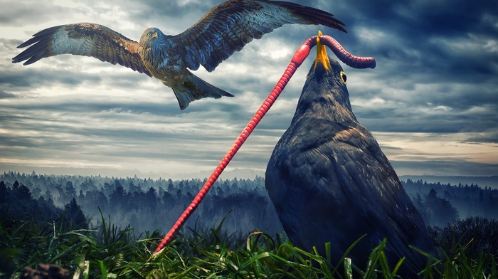 humor, birds, trees, forest, digital art, worm, hawk animal, nature, animals, clouds, grass, flying