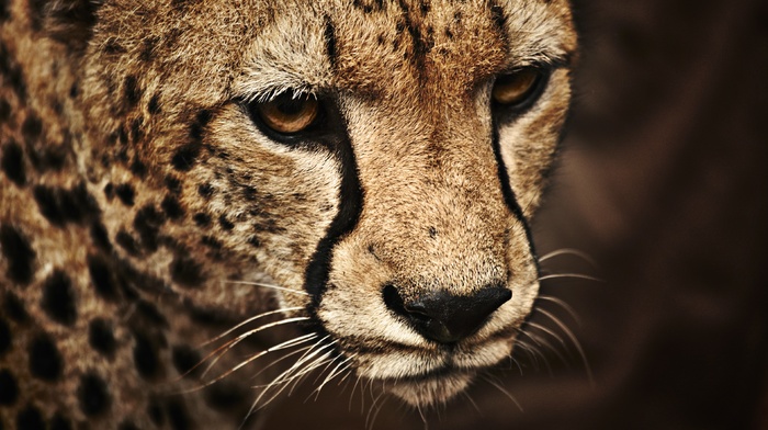 animals, cheetah, wild cat