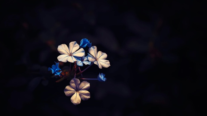 macro, plants, black, flowers