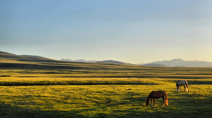 plains, Kyrgyzstan, Song Kul, horse