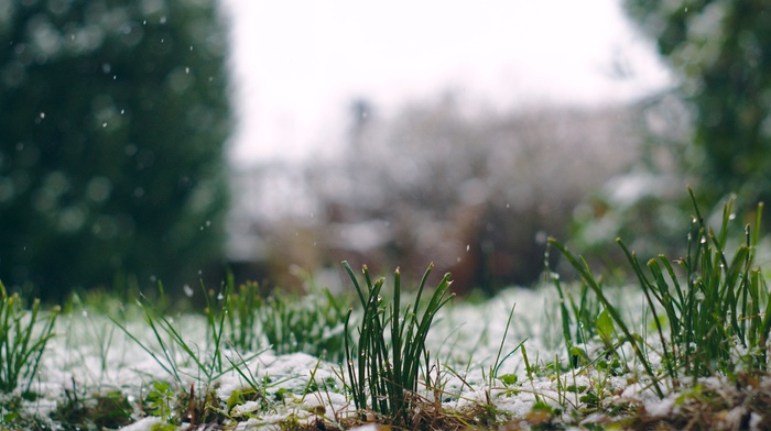 snow, grass