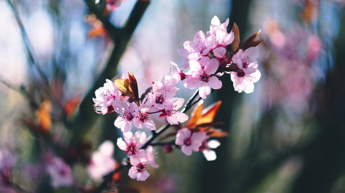 spring, trees, Blossom, blossoms