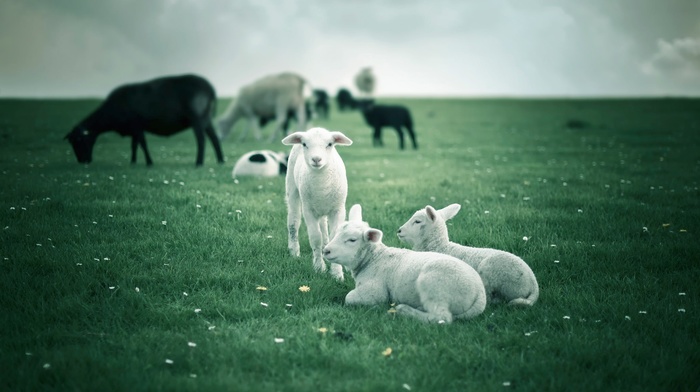 lamb, animals