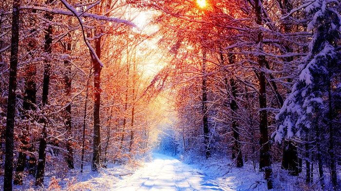 snow, forest, Sun, trees, winter, nature