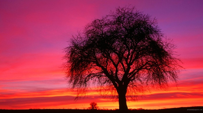 sky, trees, shilouettes, sunset, nature, landscape