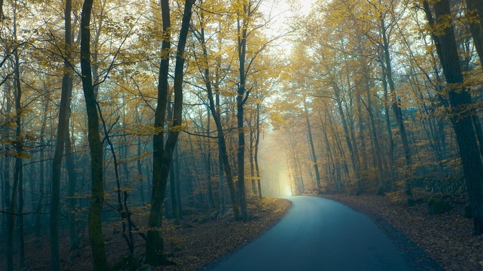 forest, trees, road