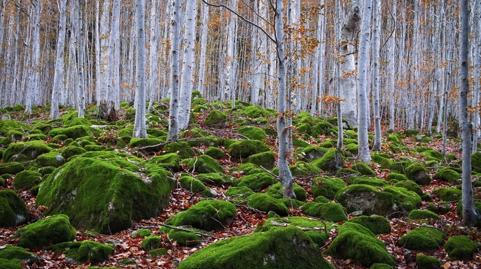 landscape, trees, nature, forest