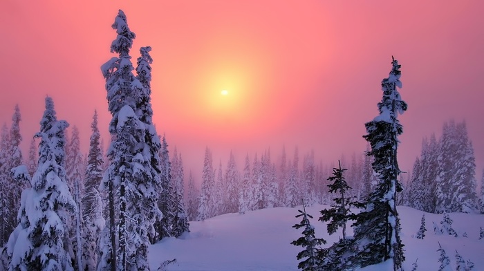 trees, forest, winter, snow, landscape, nature, Sun, sky, sunset