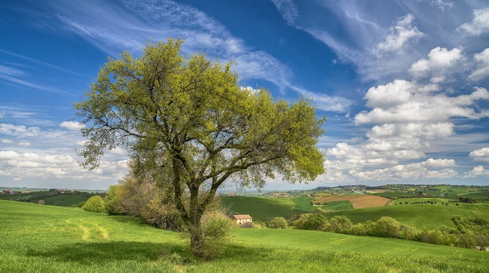 field, trees, landscape, Italy