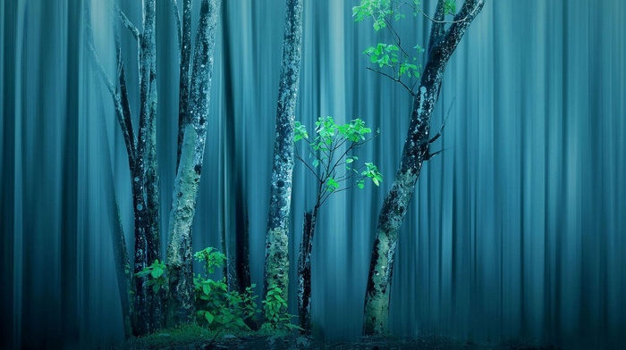 nature, forest, trees, mist, photo manipulation