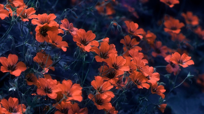 flowers, plants, nature