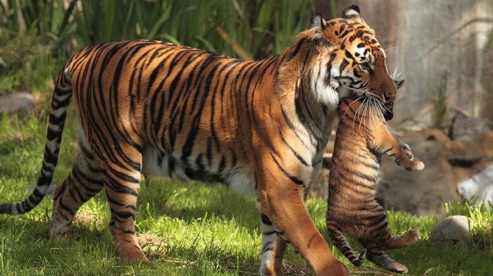 animals, tiger