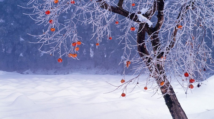 Fukushima Prefecture, winter, branch, nature, snow, Japan, persimmon, trees