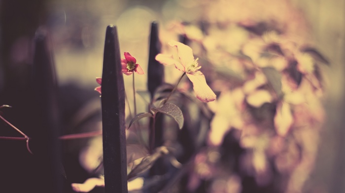 photography, fence, depth of field, leaves, plants
