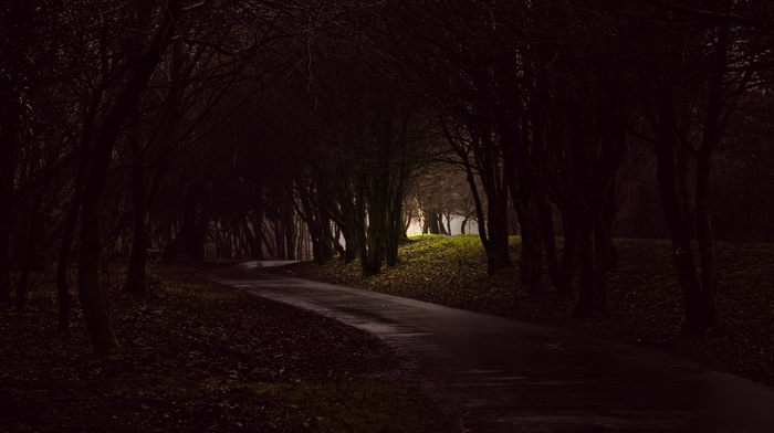 trees, forest, photography, path, dark