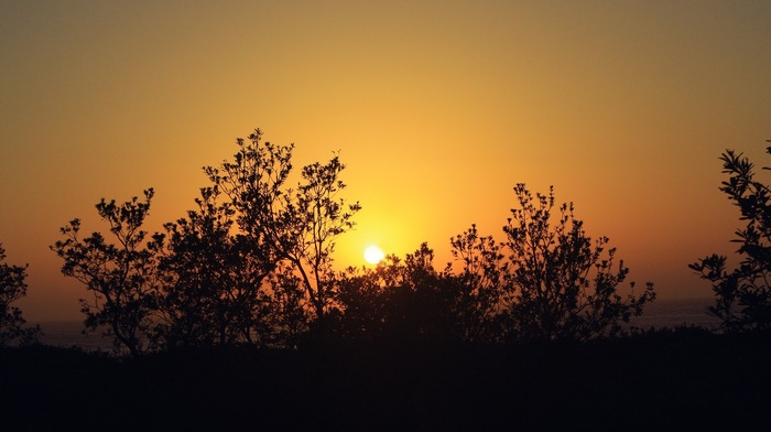 landscape, plants, sunset, photography