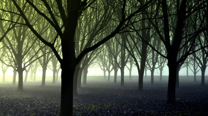 photography, trees, mist, forest