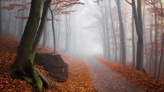 leaves, trees, path, mist, sunlight, landscape, fall, nature, forest