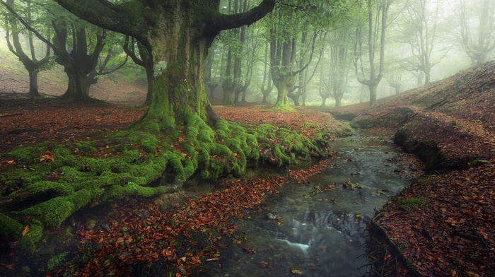 landscape, mist, hills, nature, trees, forest, leaves, creeks, Spain, fall, sunlight, moss