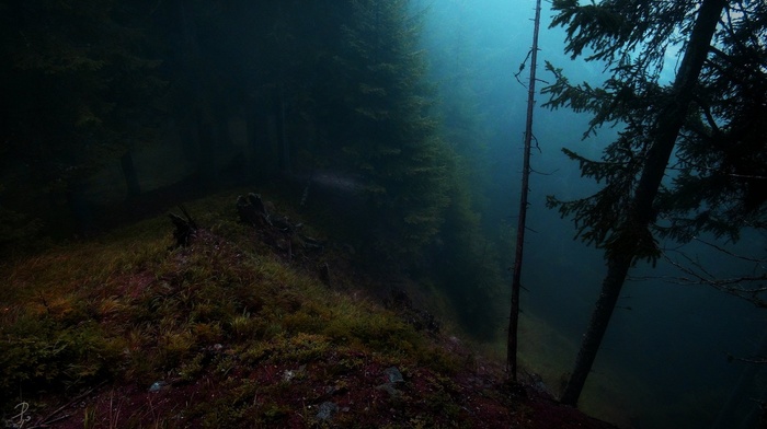 trees, mist