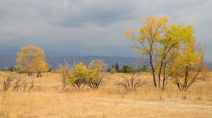 landscape, nature, trees