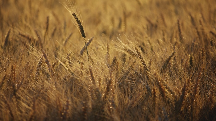 photography, depth of field, wheat, nature, plants, field