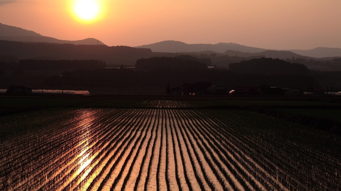 landscape, rice paddy, sunset, field, nature, photography
