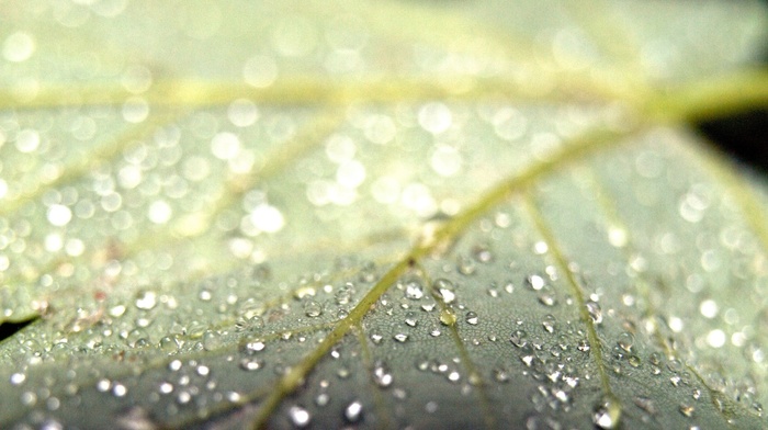 photography, plants, water drops, macro, leaves