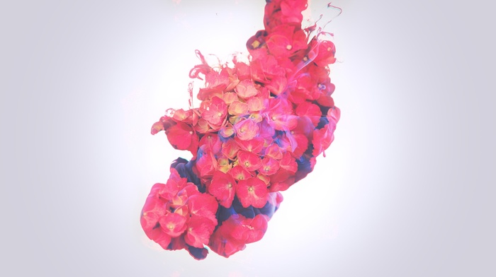 ink, flowers, pink
