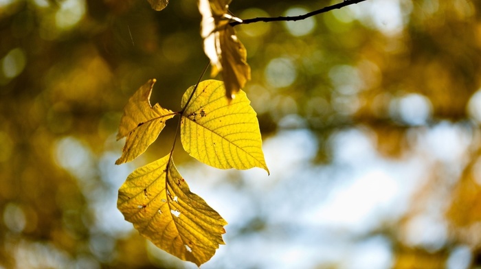 photography, fall, nature, macro, leaves, plants