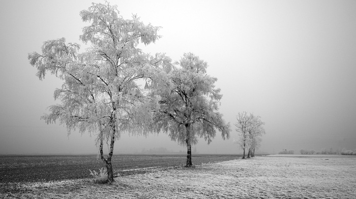 landscape, winter, frost, nature, photography, trees, field