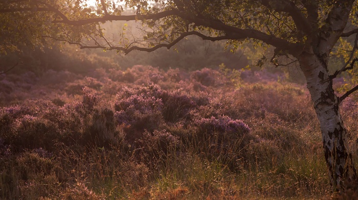 trees, plants, landscape, nature