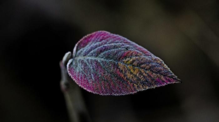 macro, leaves, plants