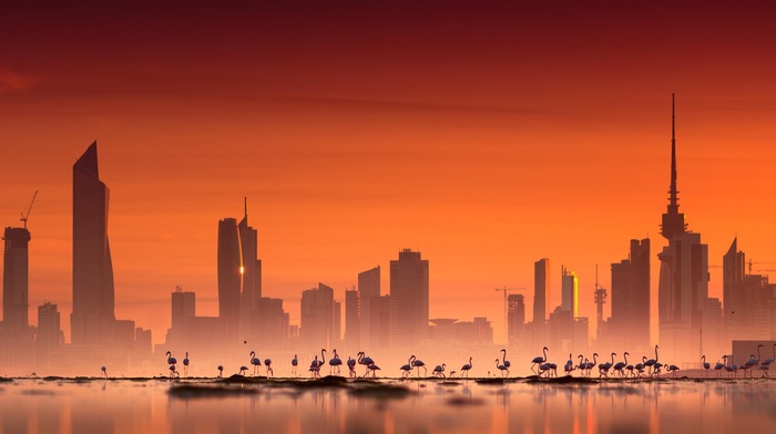 cityscape, photography, city, building, flamingos, sea, architecture, water, skyscraper, urban, sunset